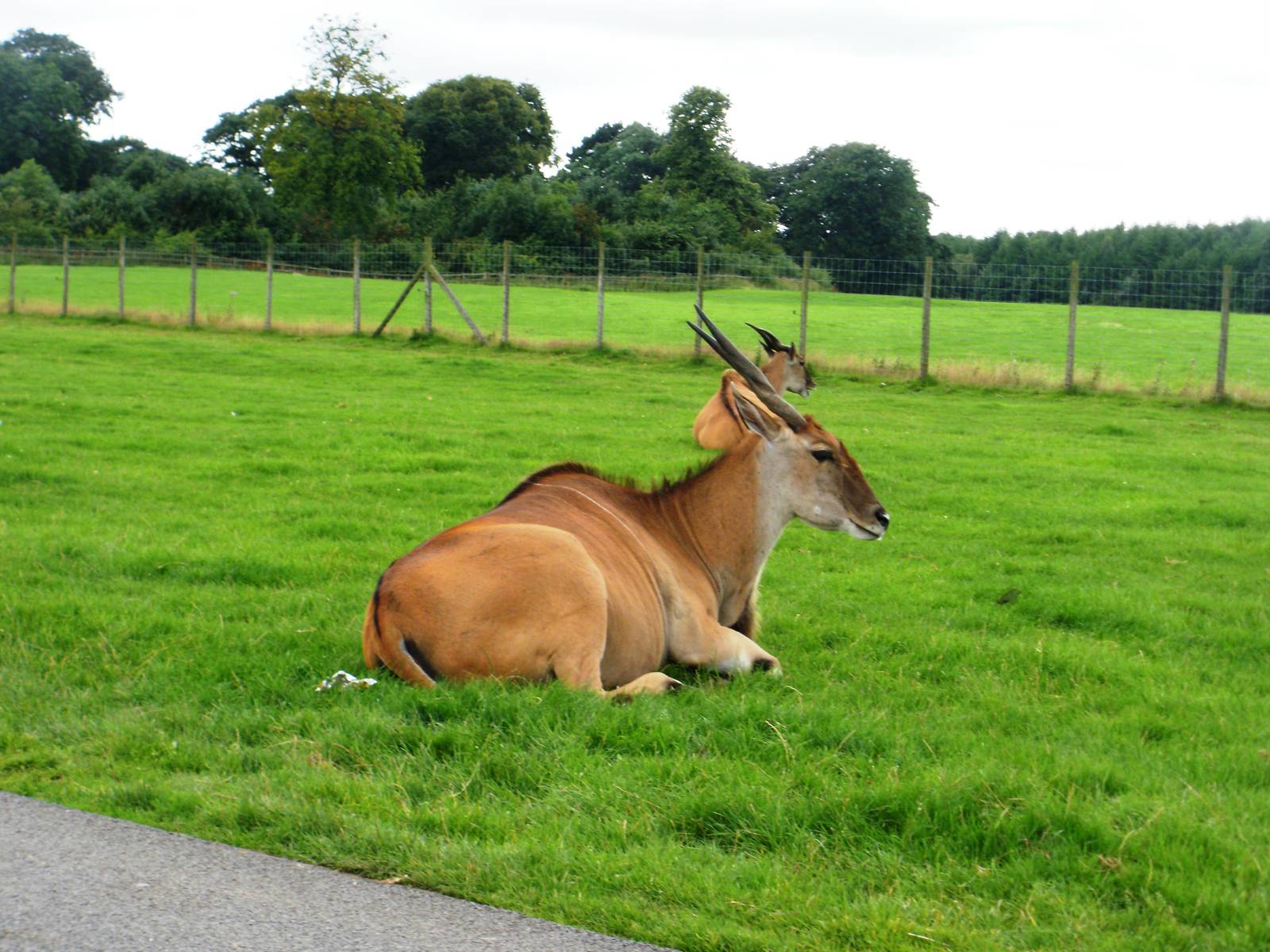 Eland - 07.08.2010