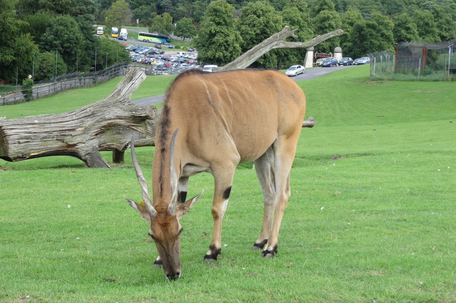 eland 120813