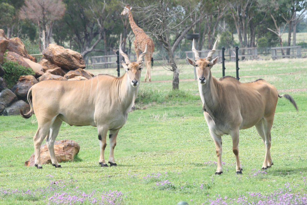 Eland, African Savanna