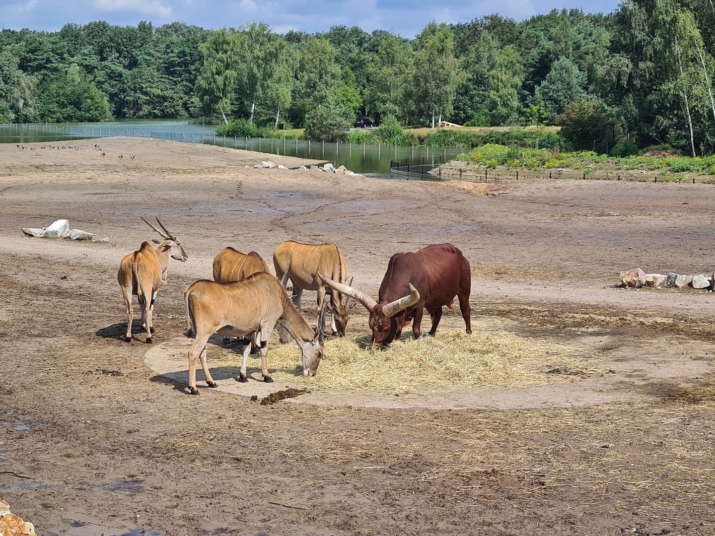 Eland and Ankole-Watusi