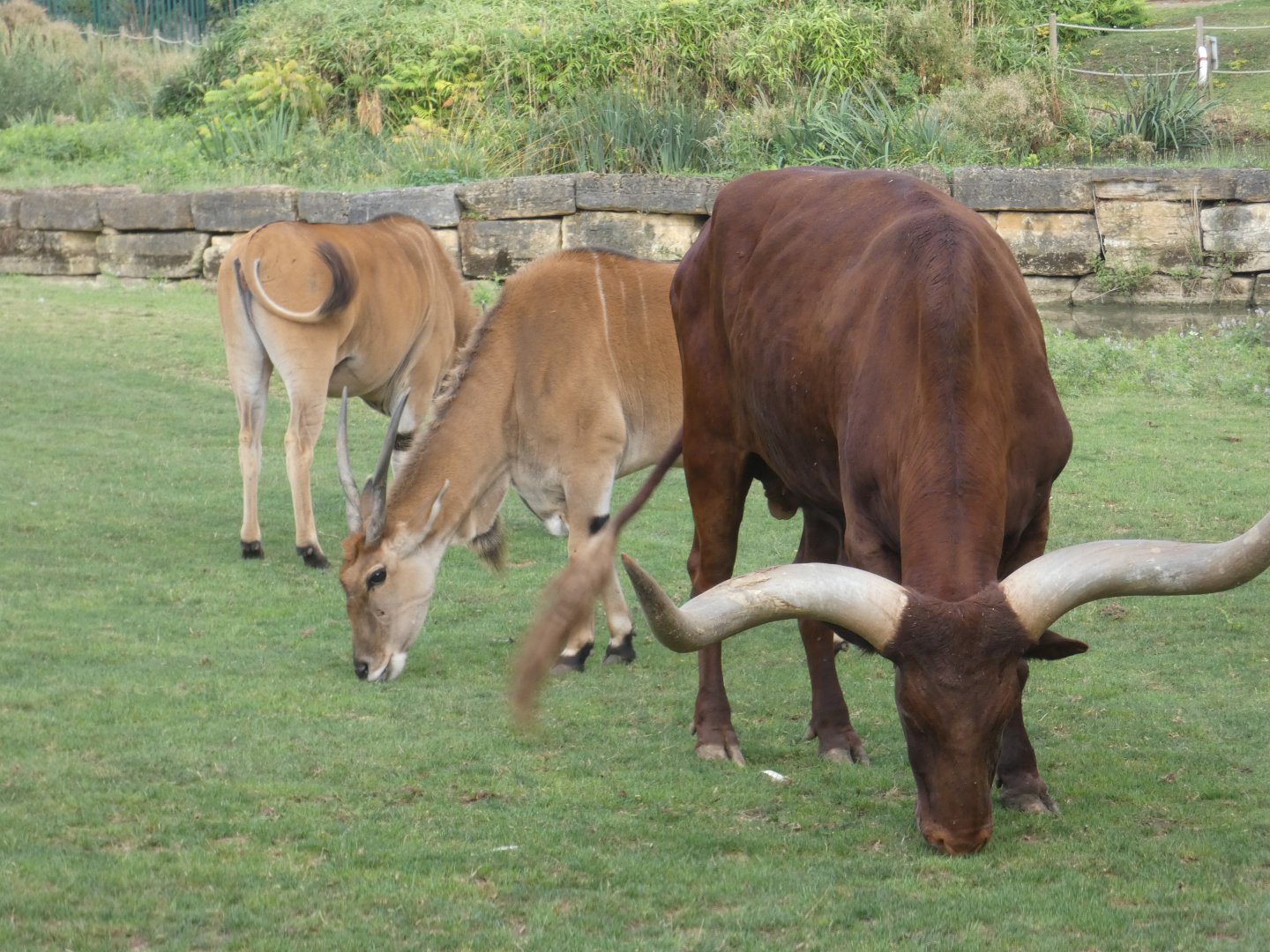 Eland and Ankole