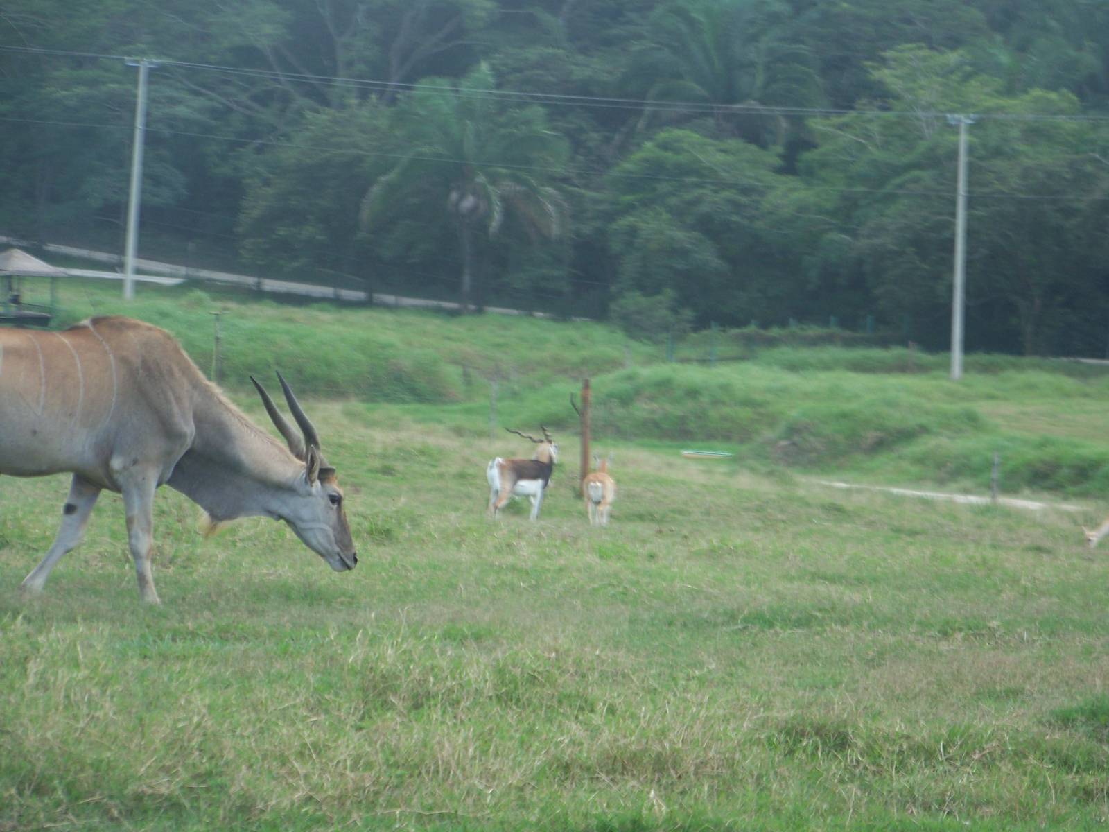 Eland and Blackbuck