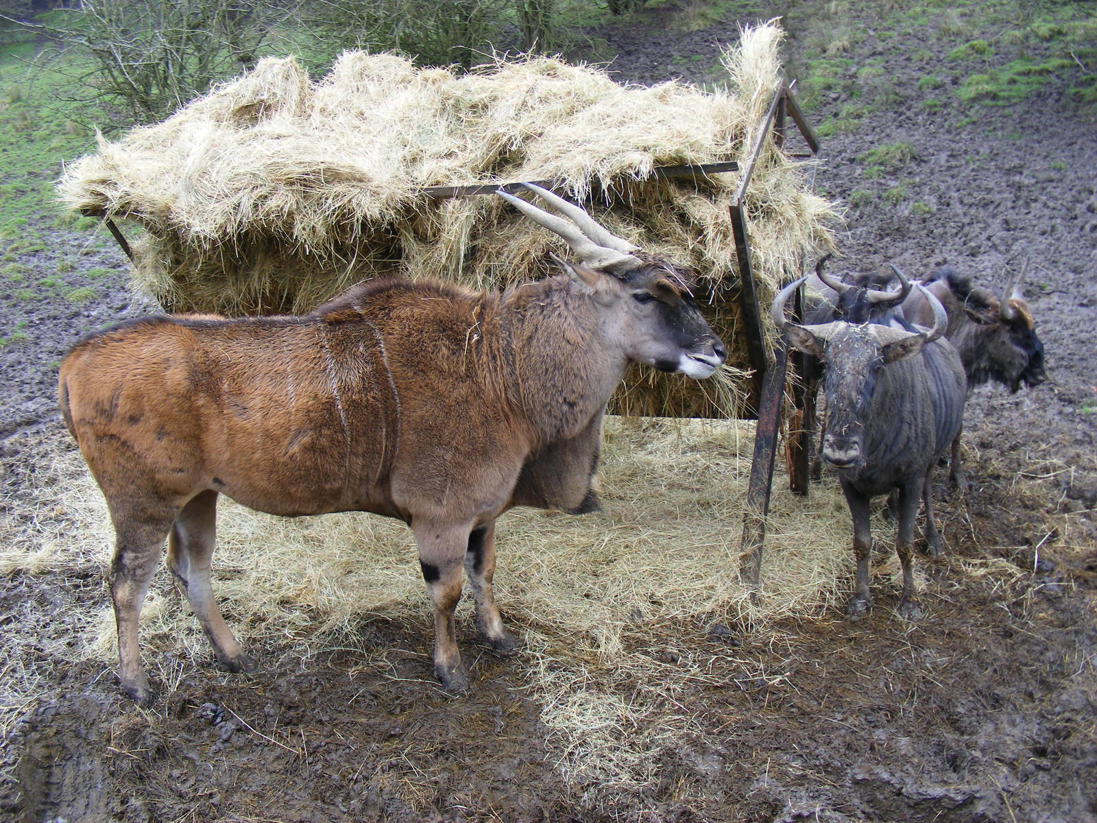 Eland and blue wildebeests at Port Lympne Wild Animal Park, 13 February 201