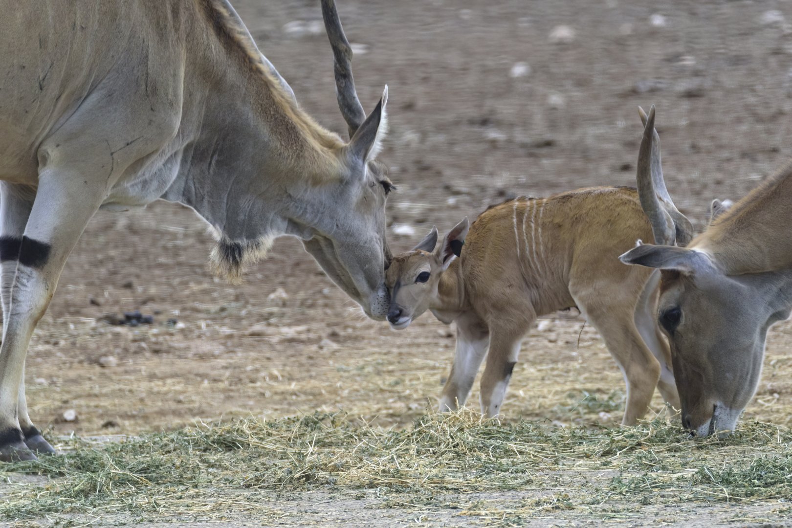 Eland and calf