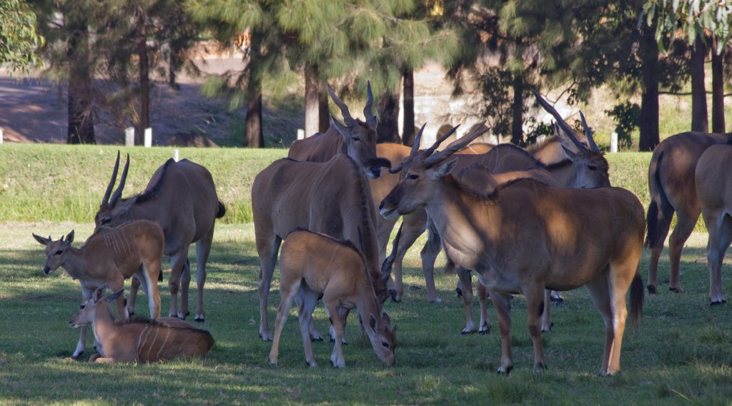 Eland and calves