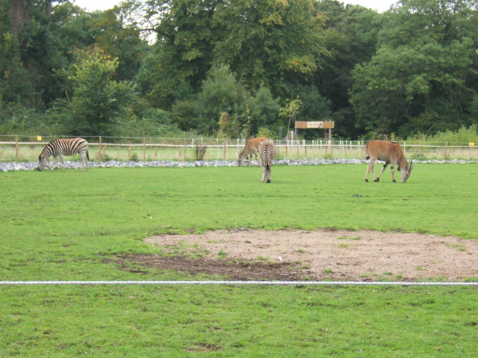 Eland and Chapmann`s Zebra