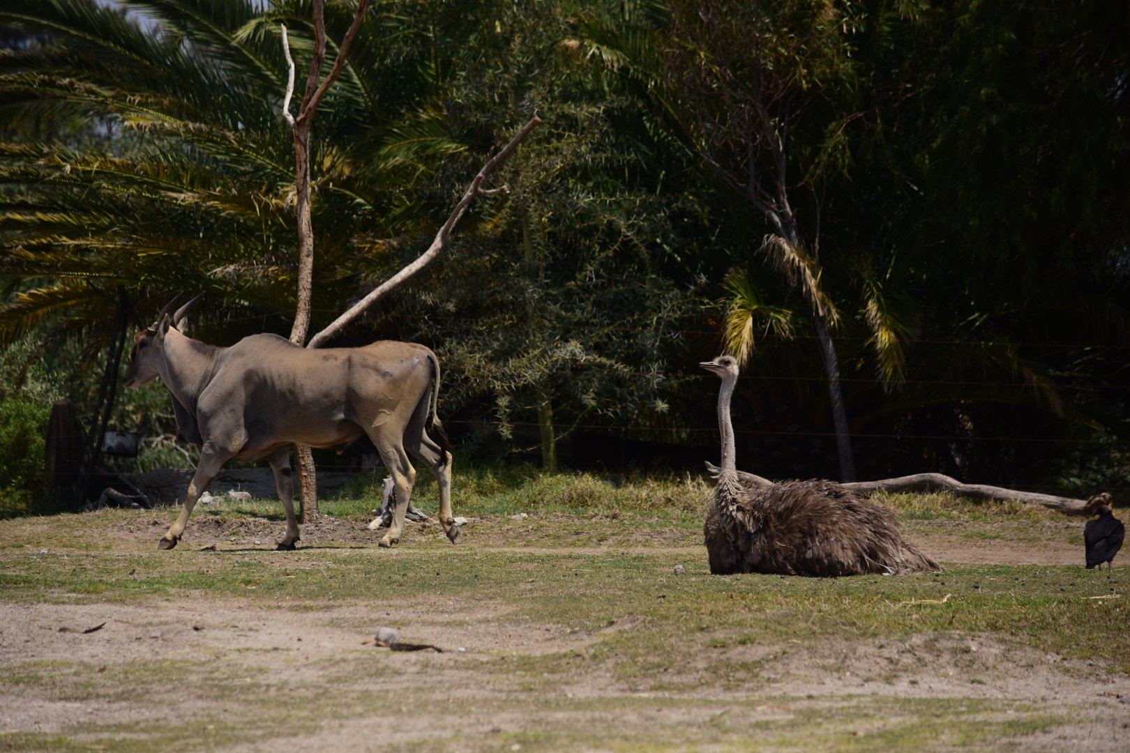 Eland and female ostrich