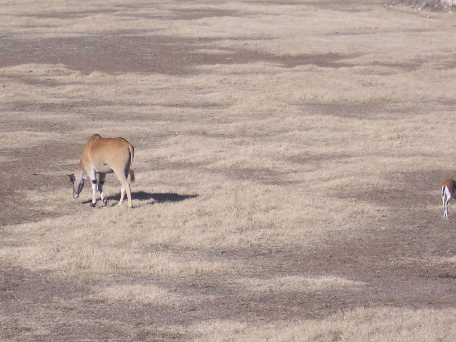 Eland and Gazelle
