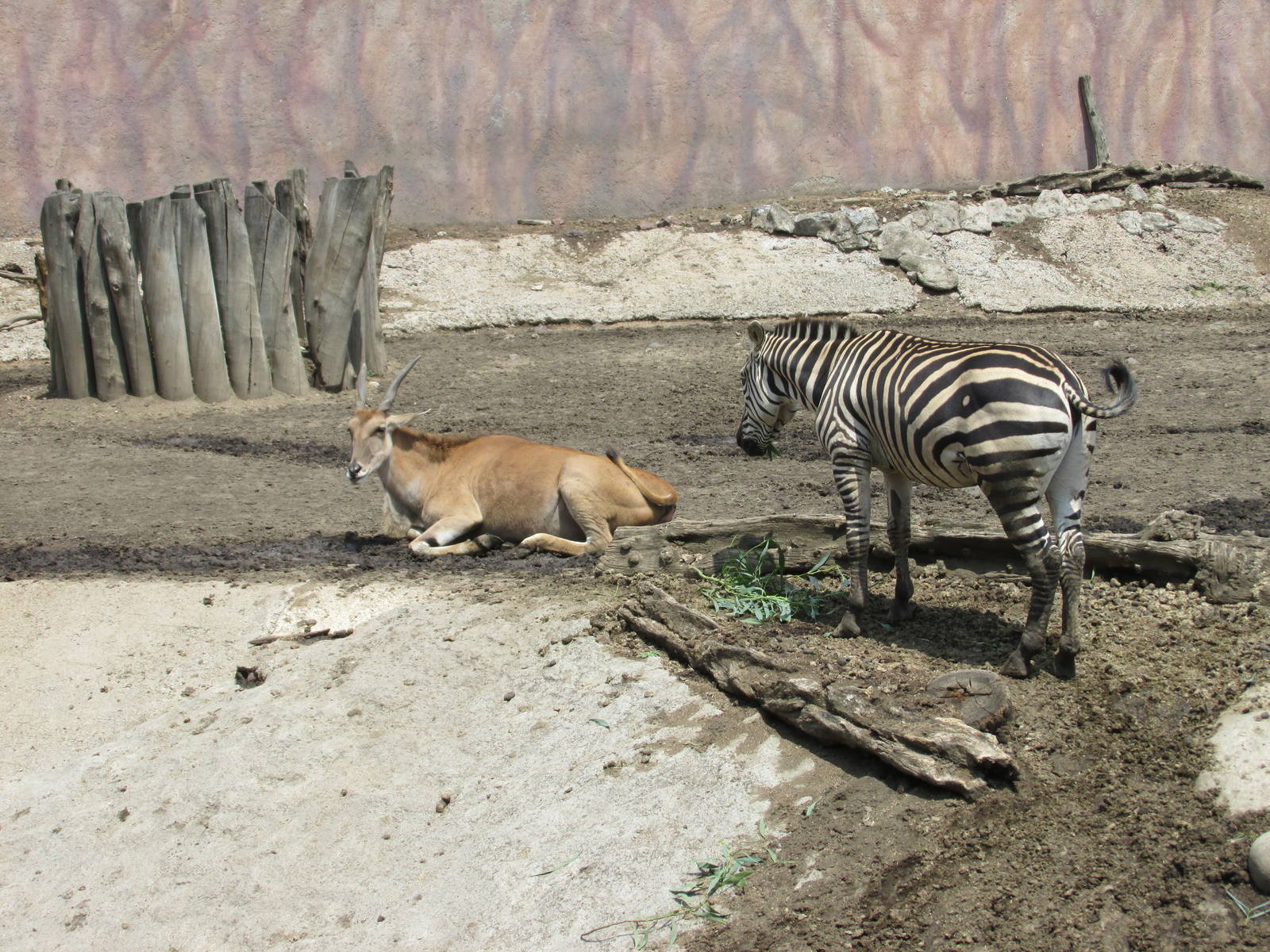 eland and grant?s zebra san juan de aragon zoo