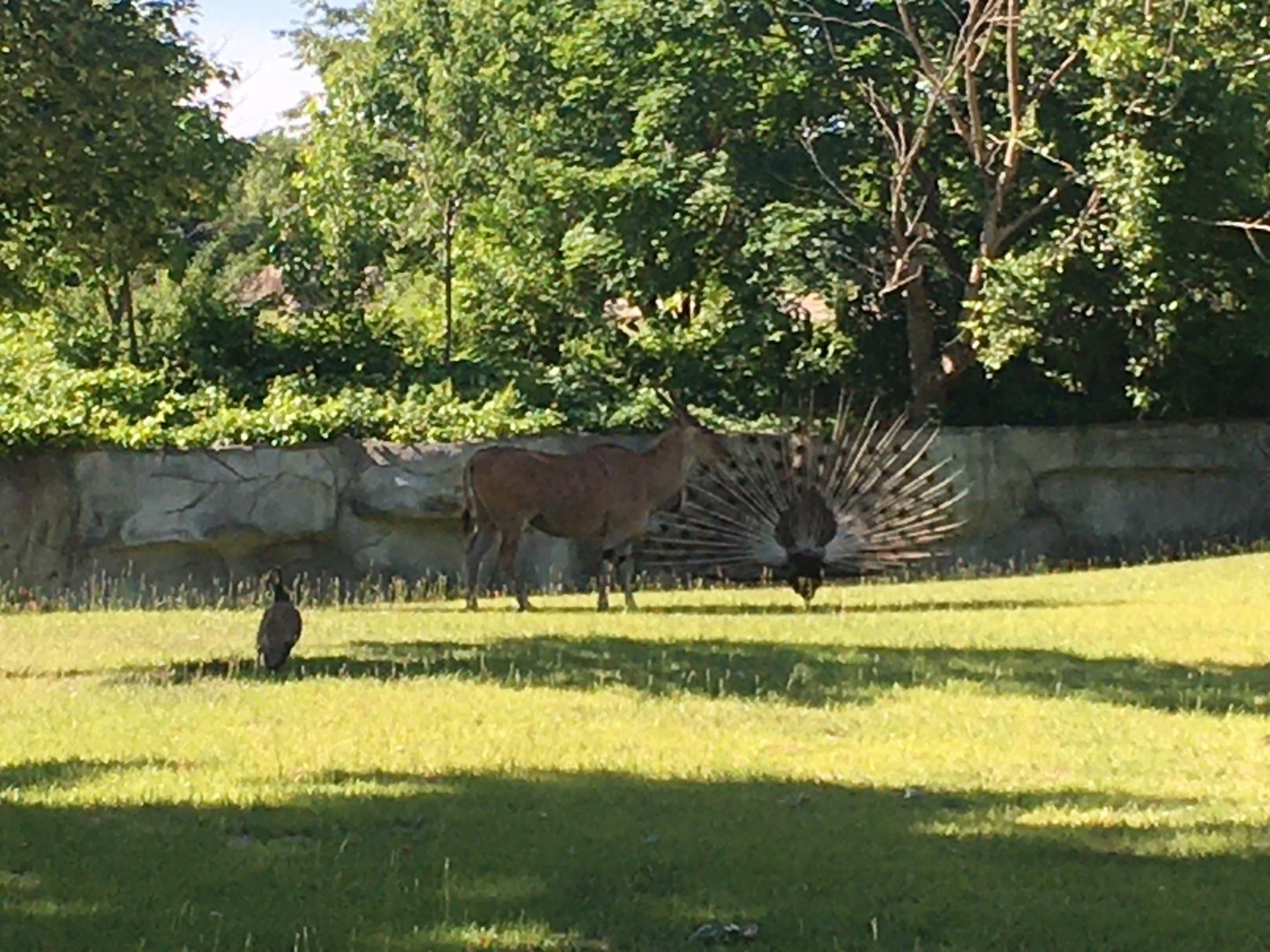 Eland and Peafowl