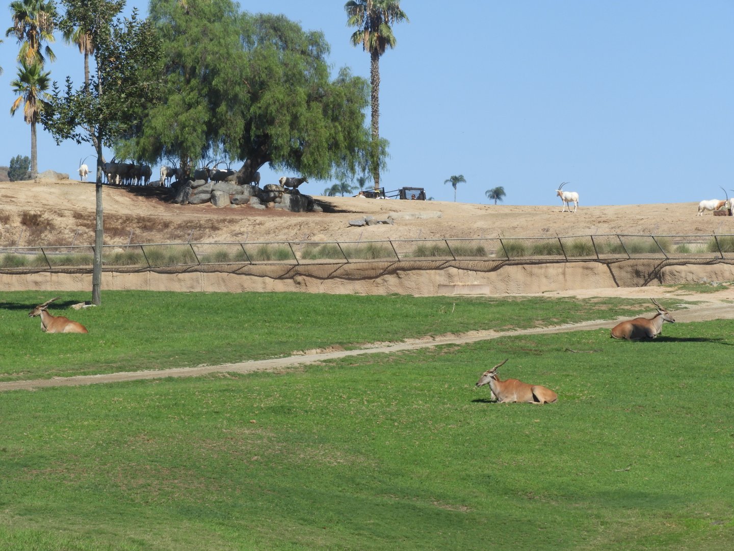 Eland and scimitar-horned oryx