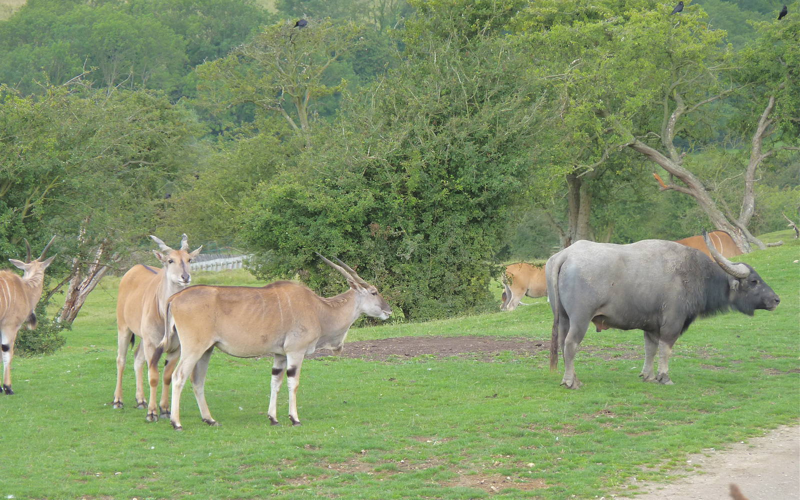 Eland and Water Buffalo