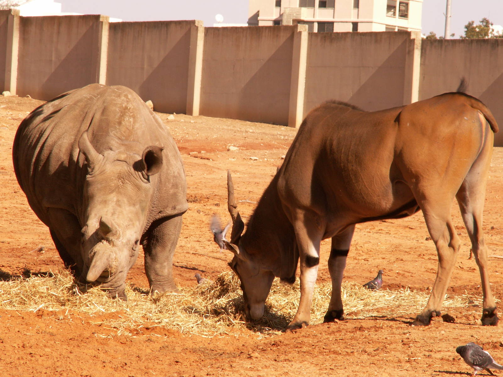 eland and white rhino