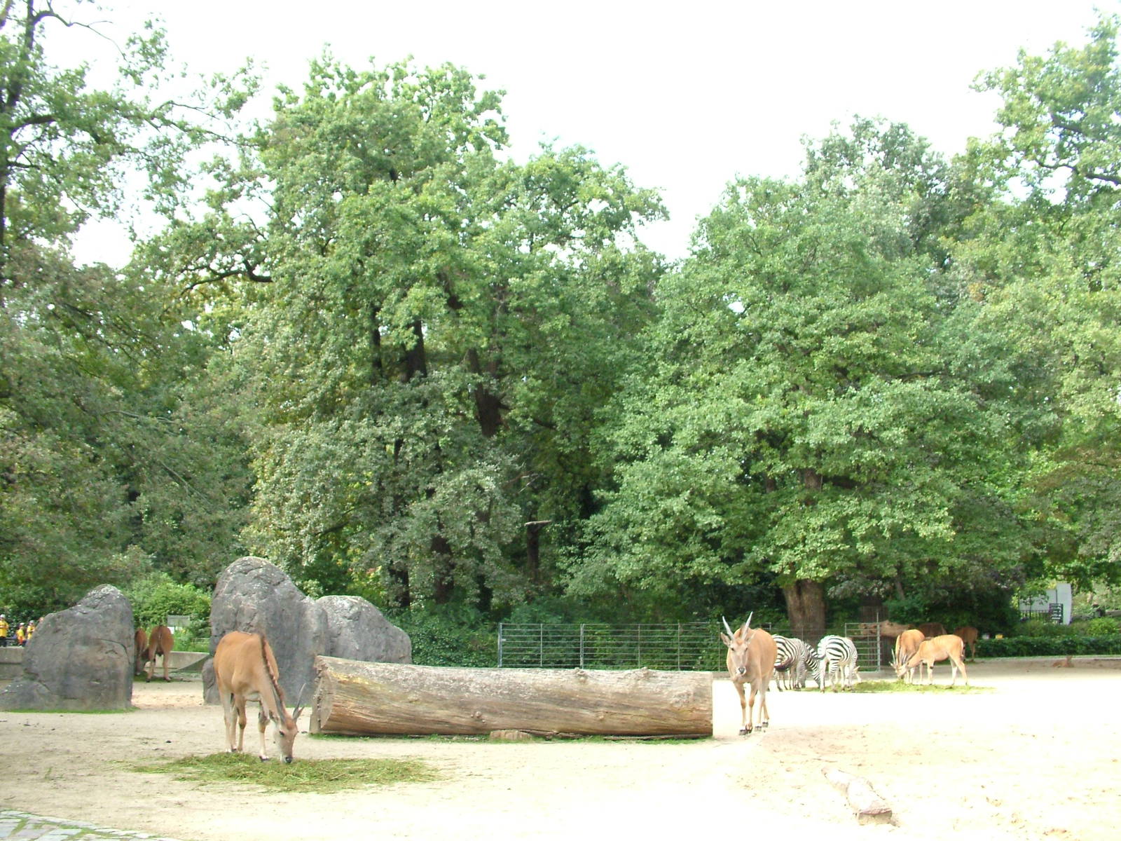 Eland and Zebra Paddock at Berlin Zoo, 31/08/11