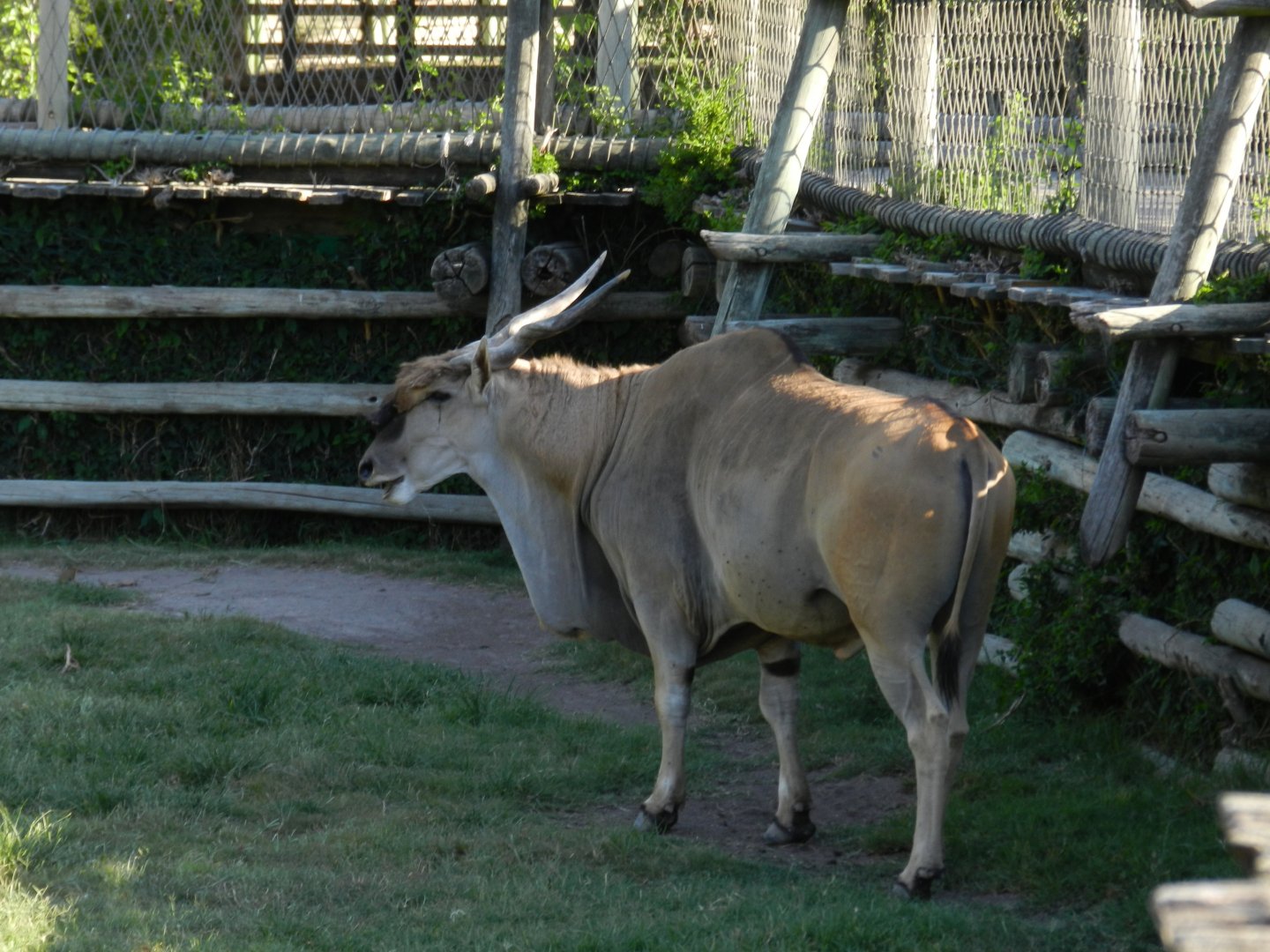 Eland antelope - Temaiken