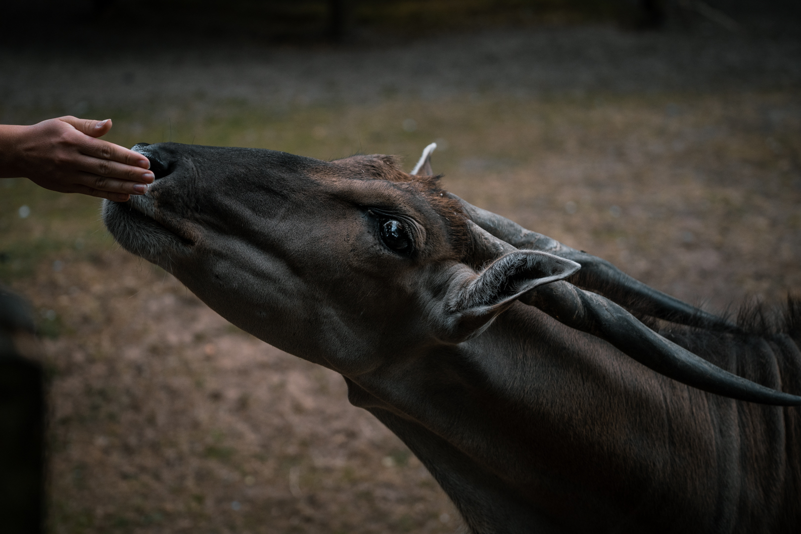 Eland antelope