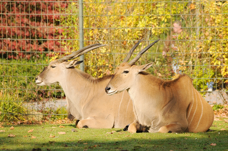 Eland antelope's at Dortmund