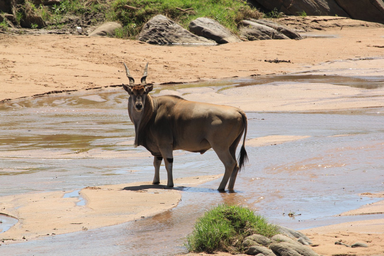 Eland antilope - Masai Mara (September 2018)