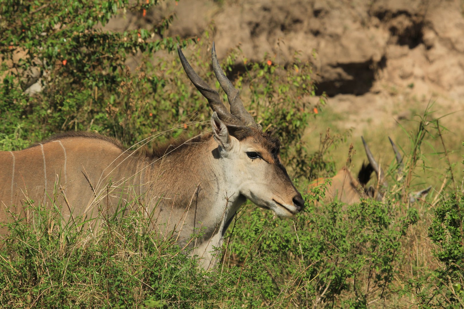 Eland Antilope - Serengeti (September 2018)