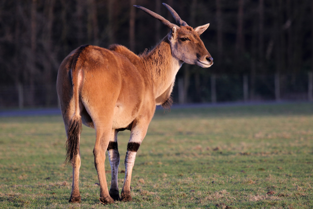 Eland at Knowsley 22/12/2016