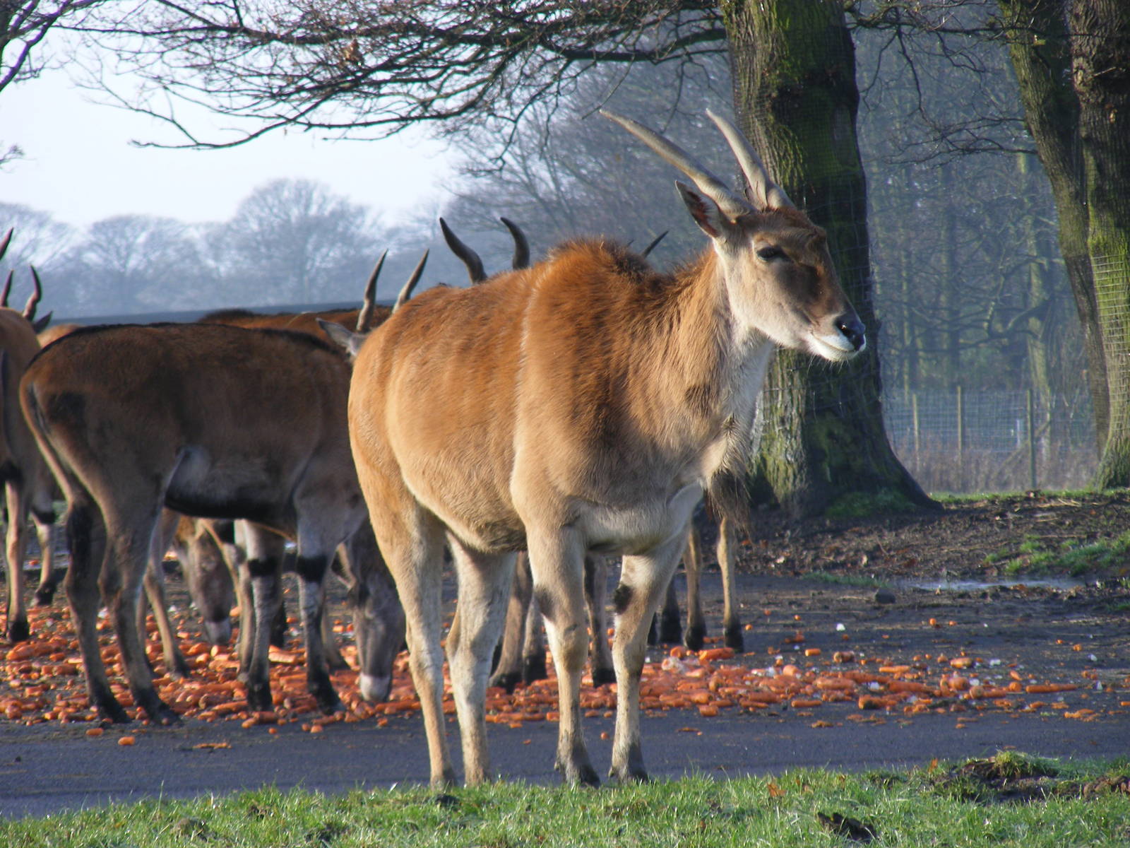 Eland at Knowsley Safari Park, 28 December 2009