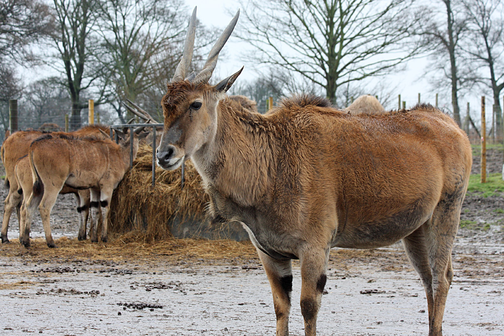 Eland at Knowsley Safari Park
