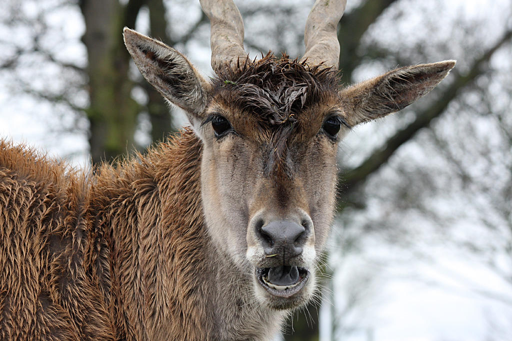 Eland at Knowsley Safari Park