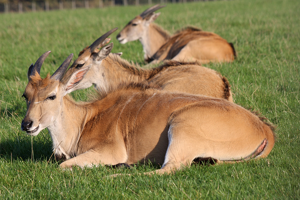 Eland at Knowsley