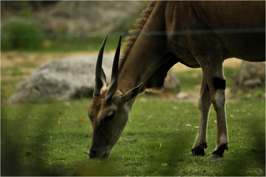 Eland at Lyon zoo