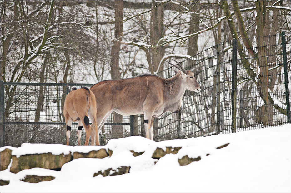Eland at Münster