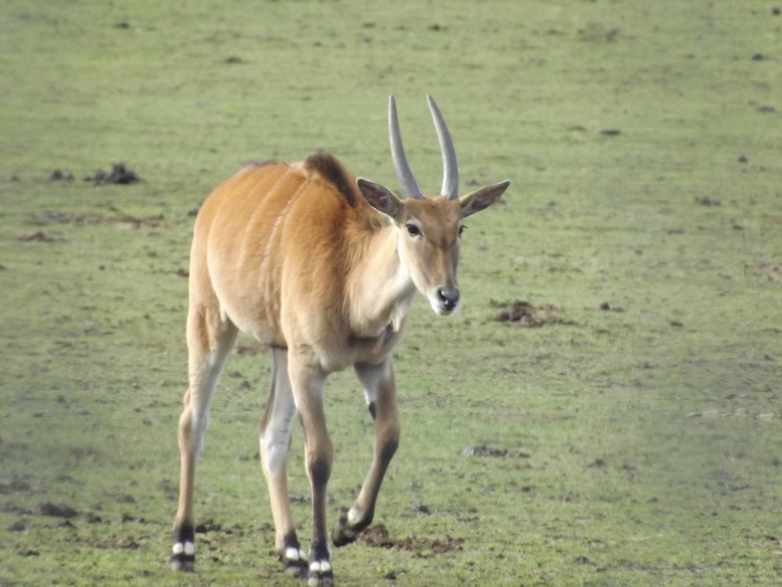 Eland at Yorkshire Wildlife Park 18/02/12