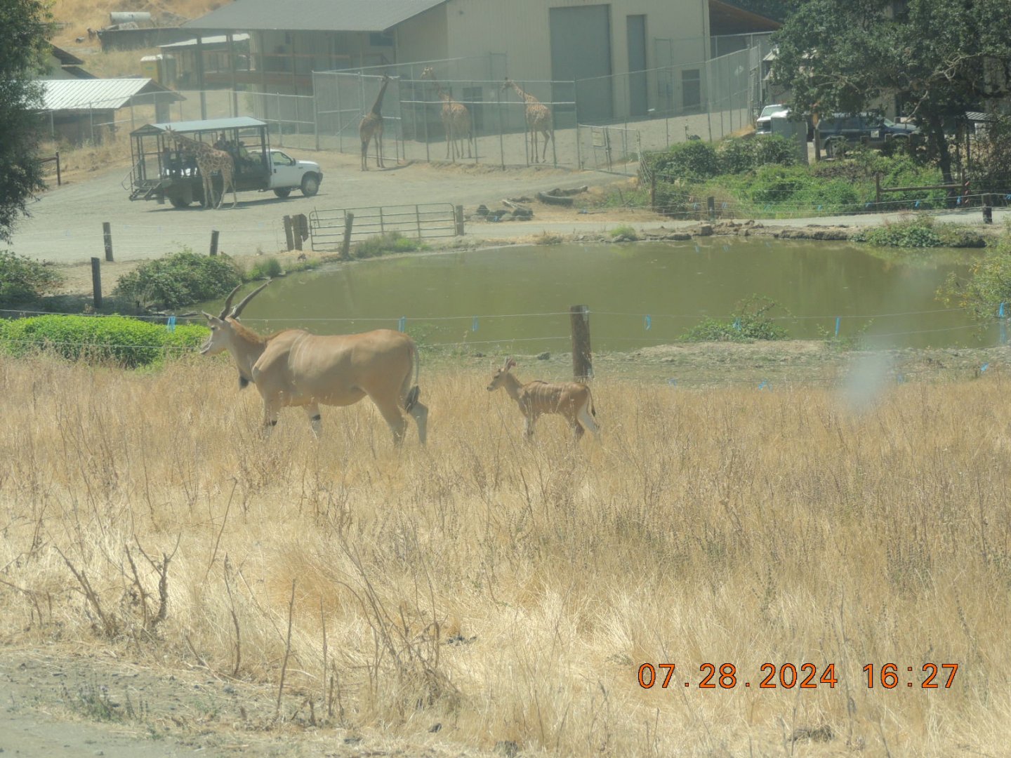 eland baby
