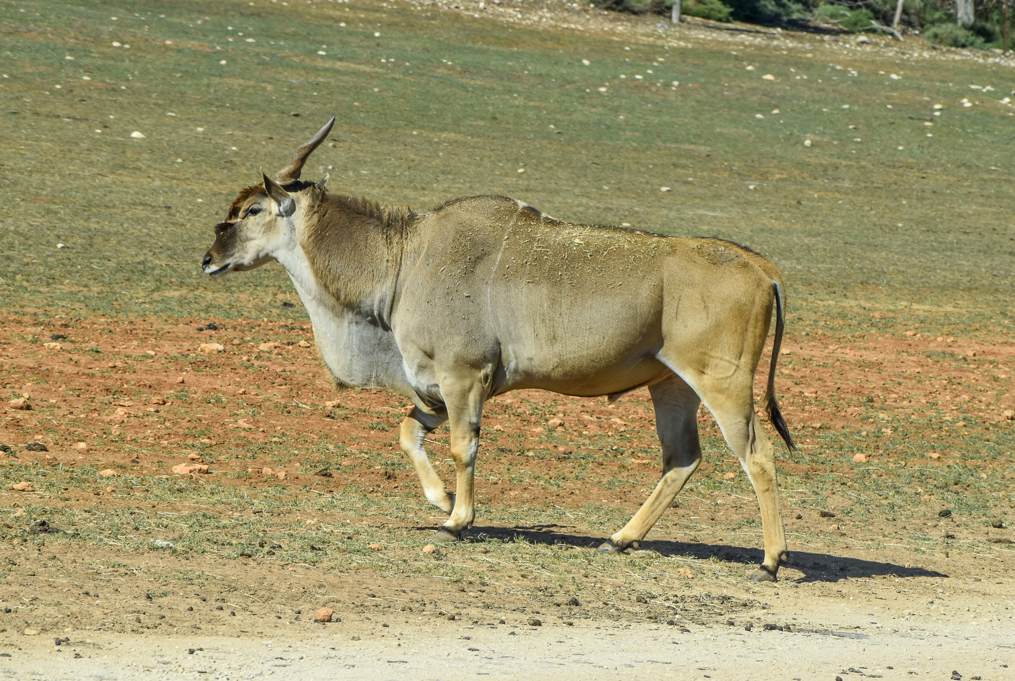 Eland bull