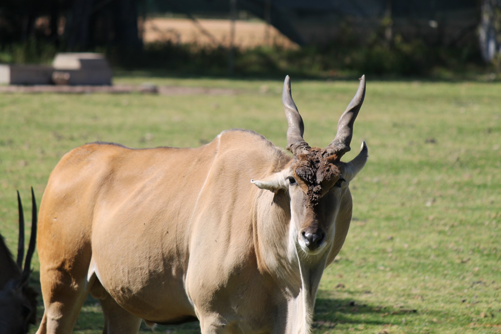 Eland Bull