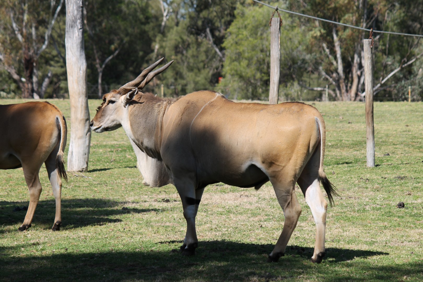 Eland Bull