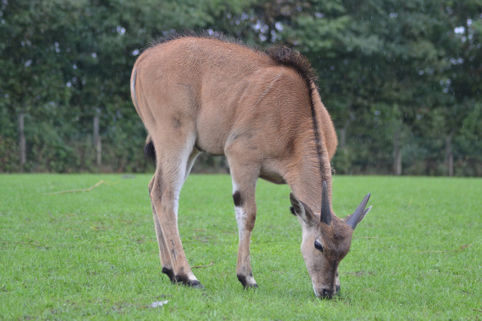 Eland calf in Givskud Zoo