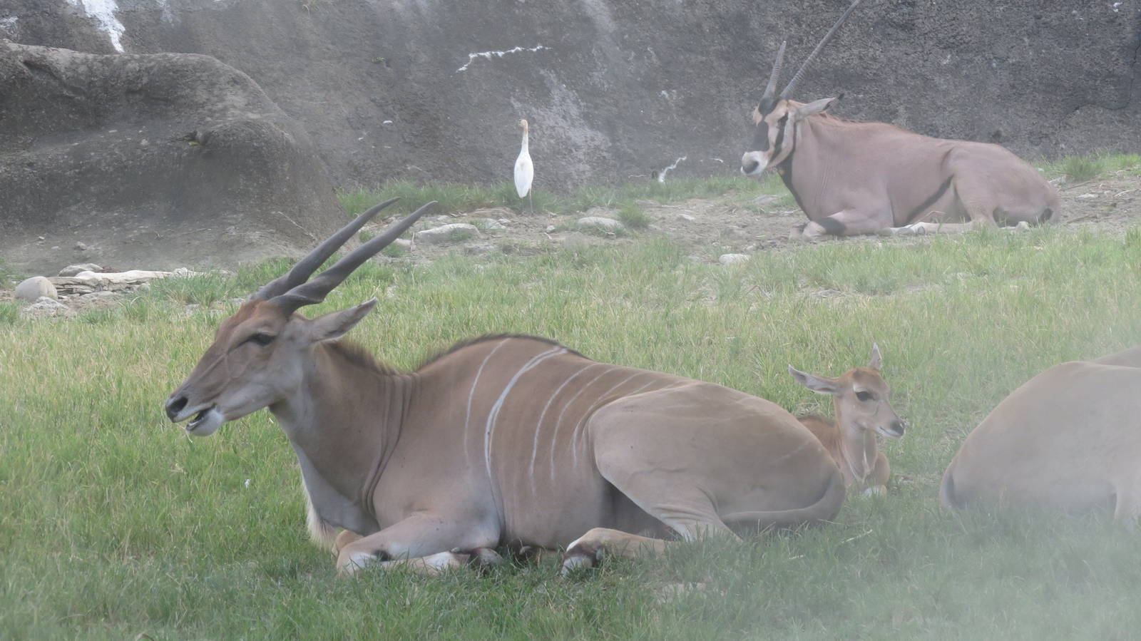 Eland calf