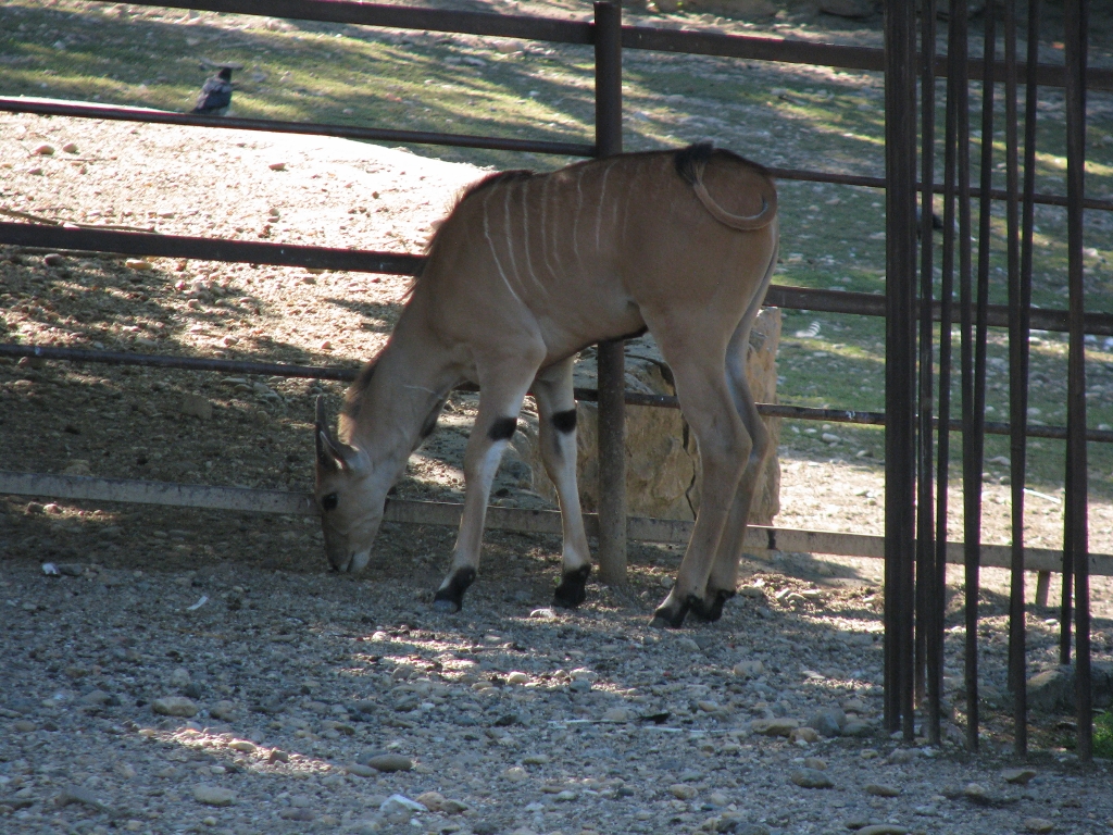 Eland Calf