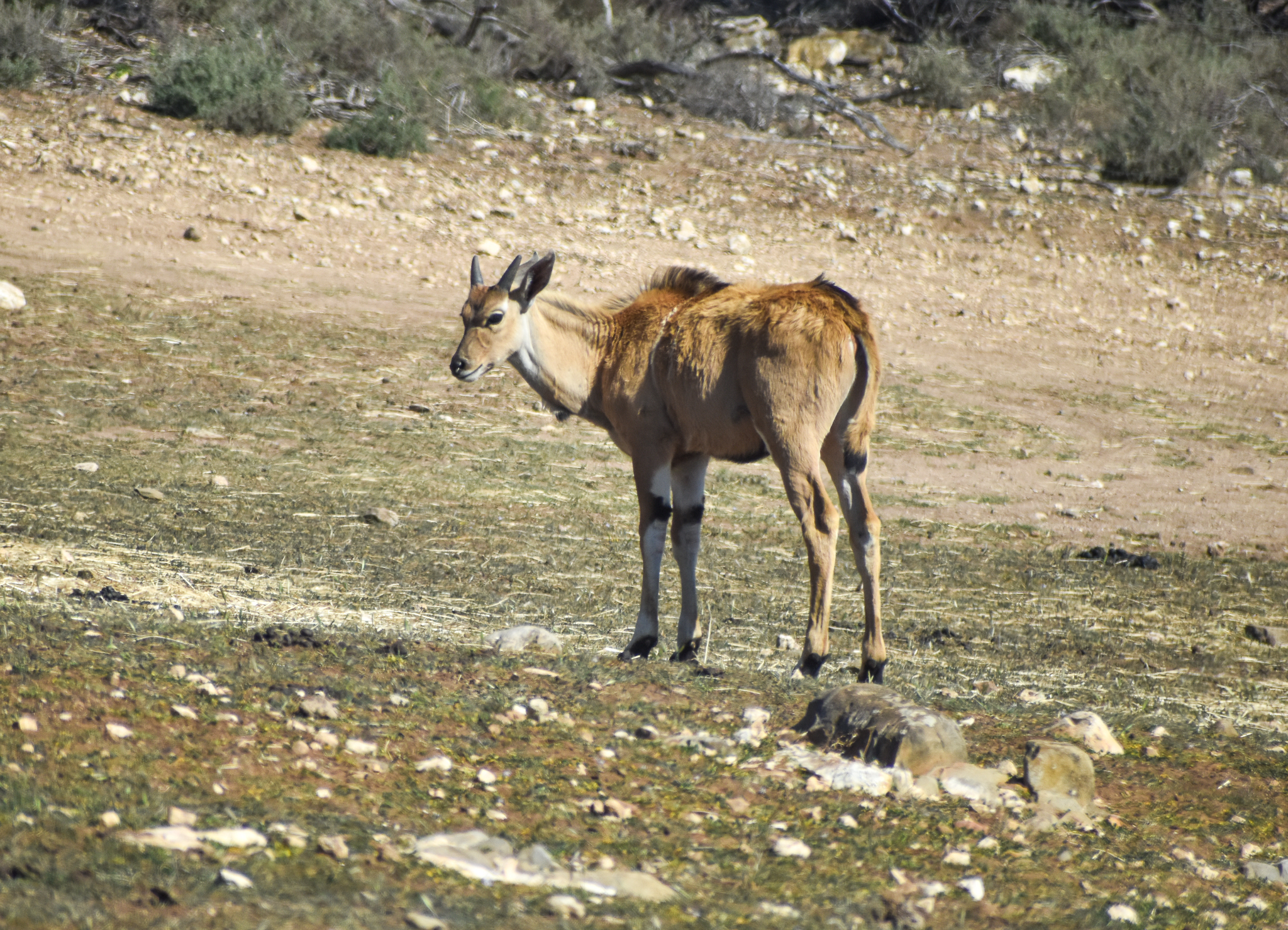 Eland calf