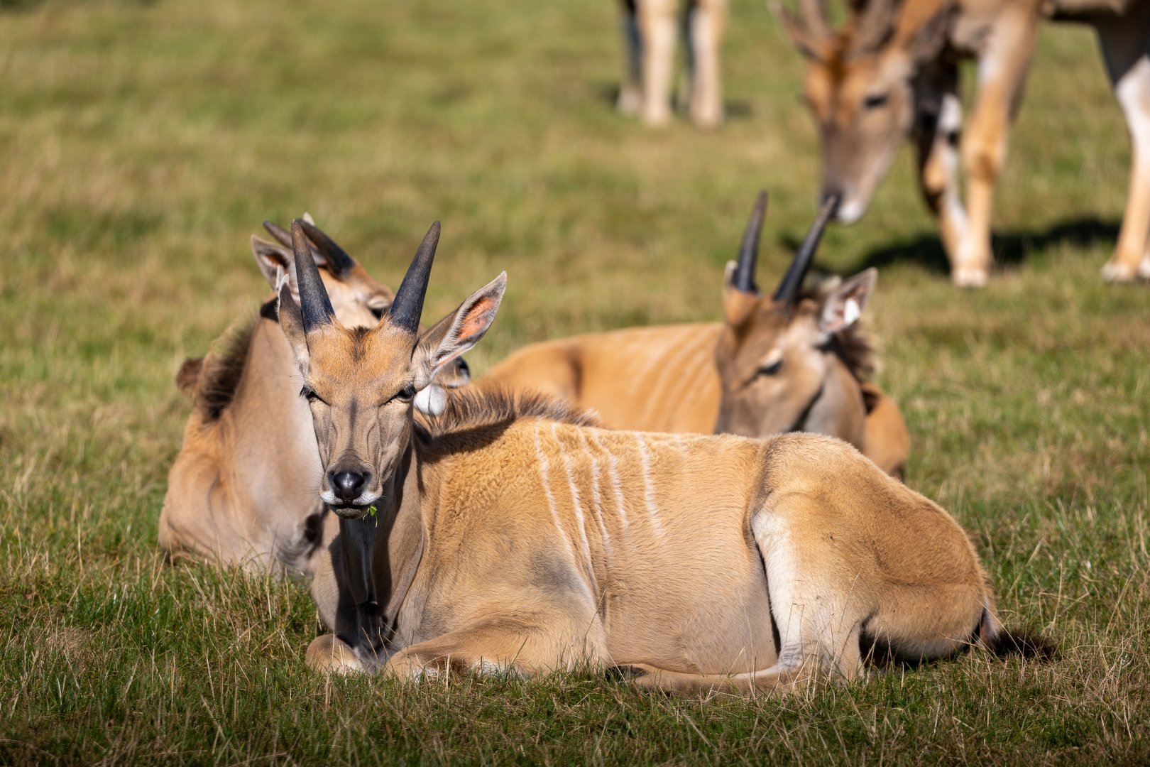 Eland Calves / Woburn / 15-10-21