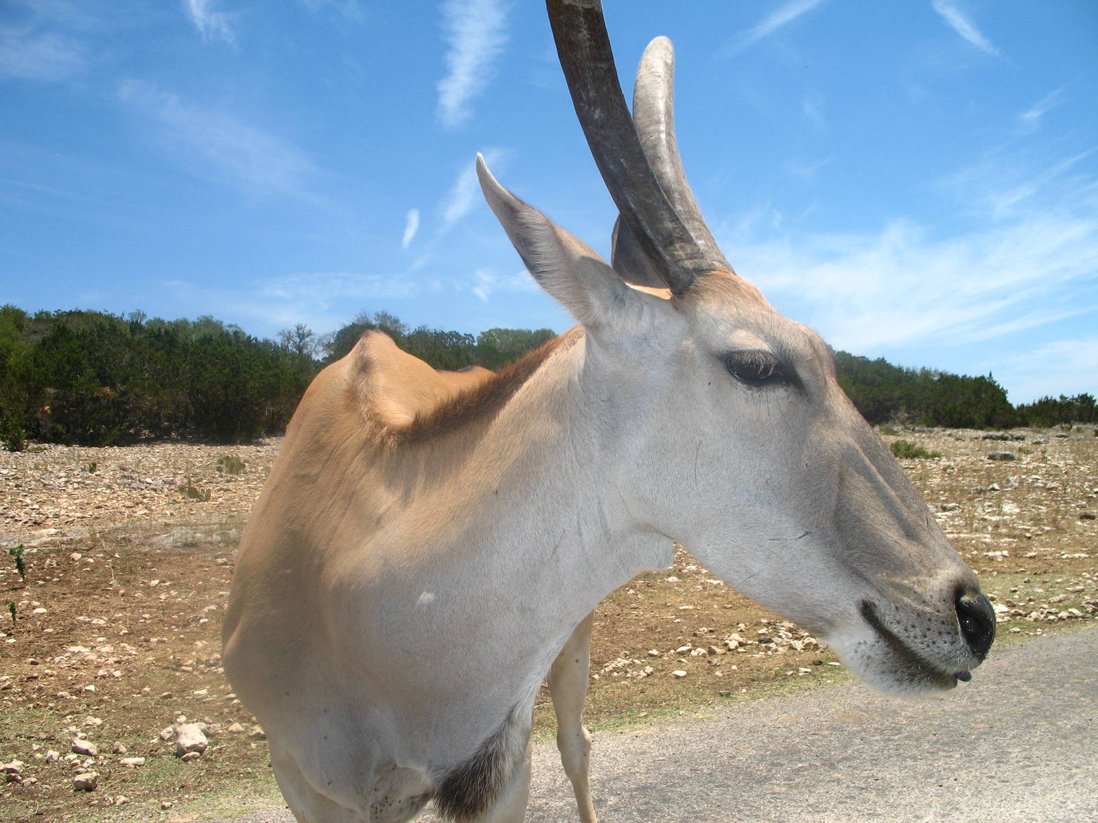 Eland close-up
