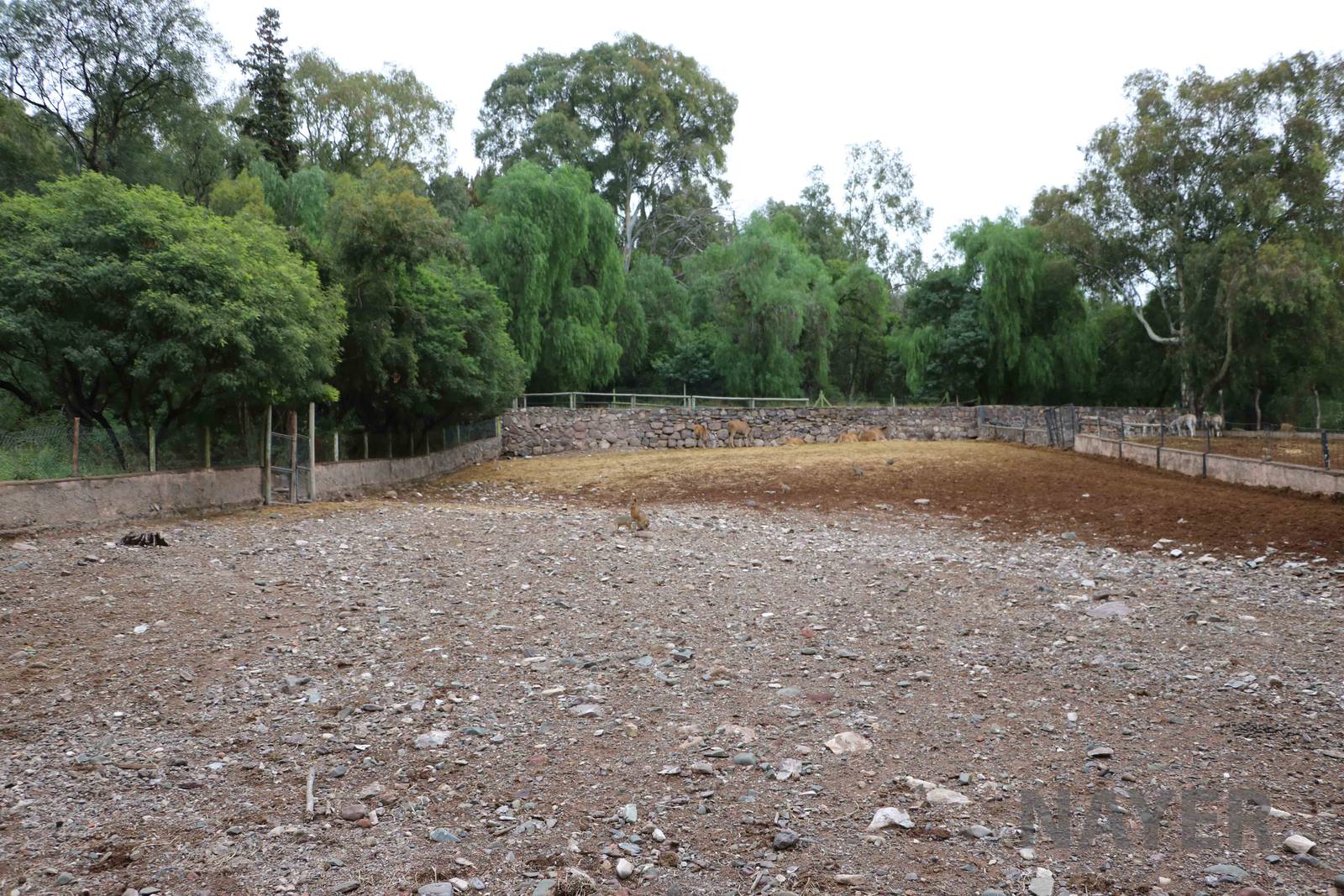 Eland enclosure - Mendoza Zoo, April 2016