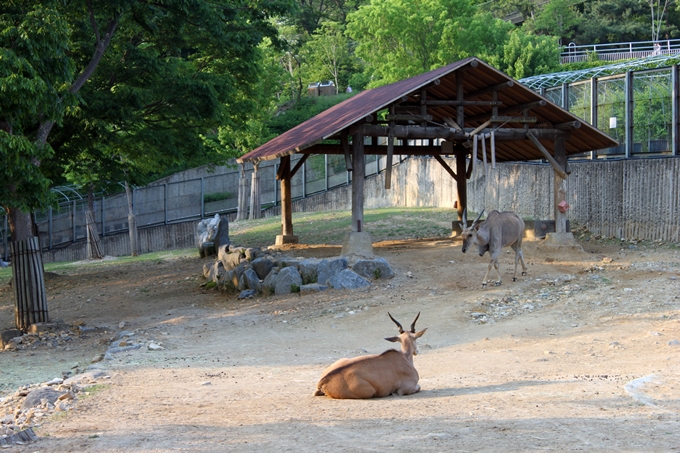 Eland exhibit