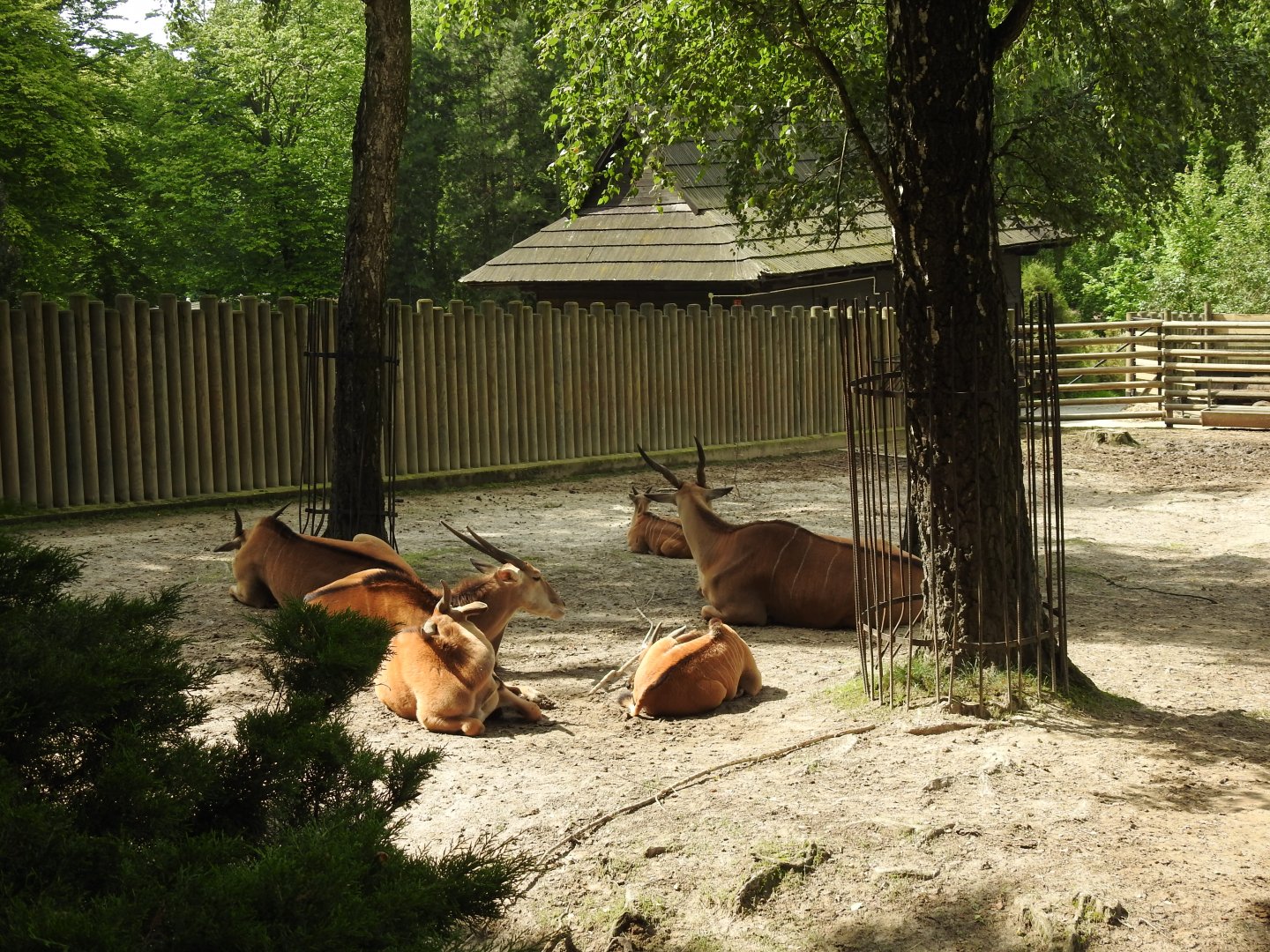 Eland exhibit