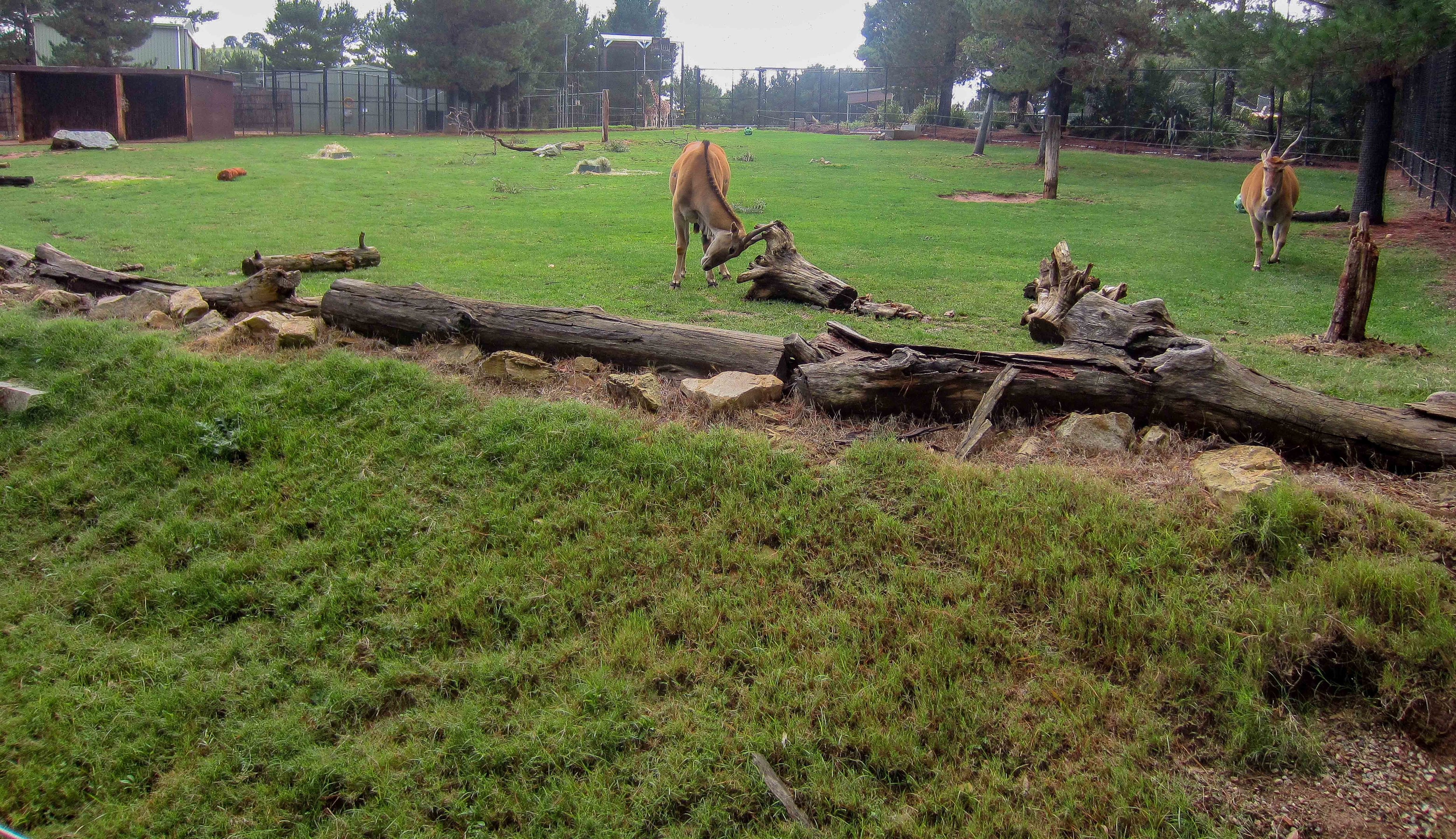 Eland exhibit