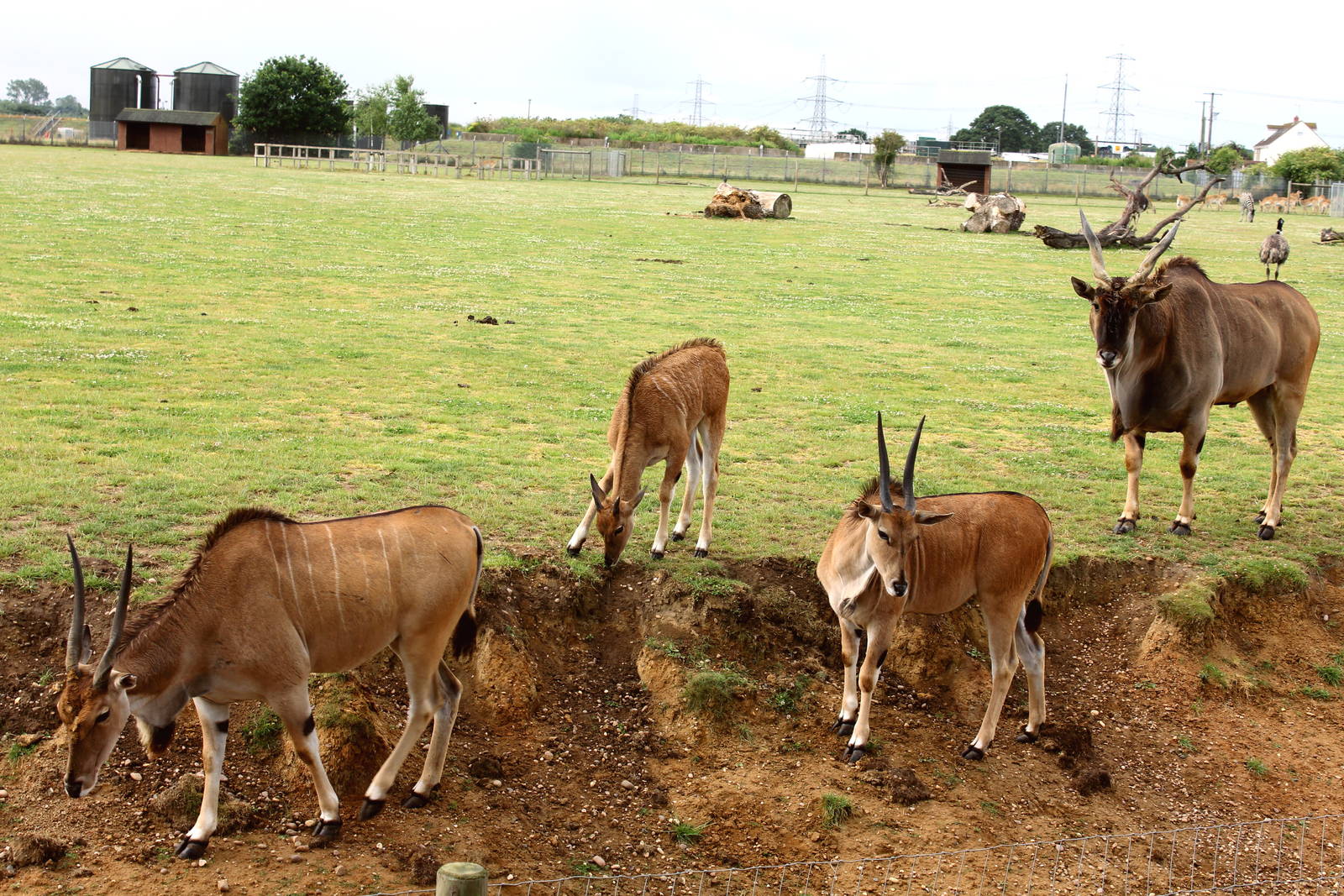 Eland family. 12-7-15