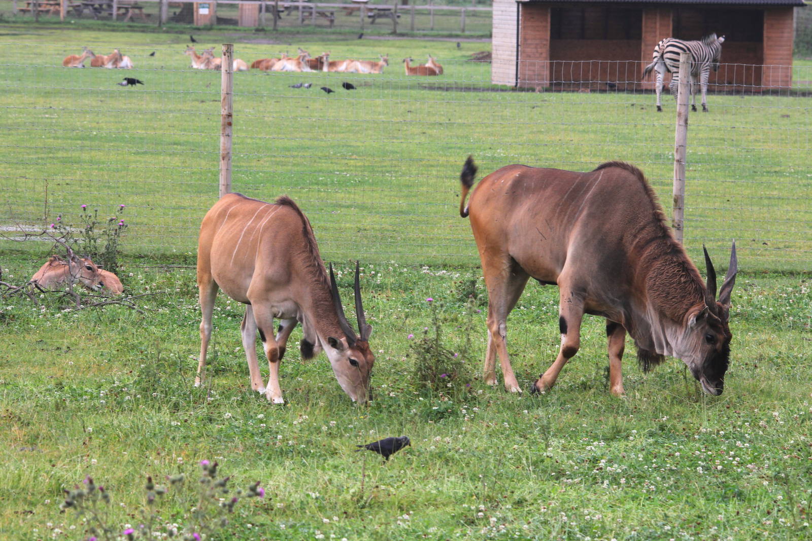 Eland Family 19-7-14