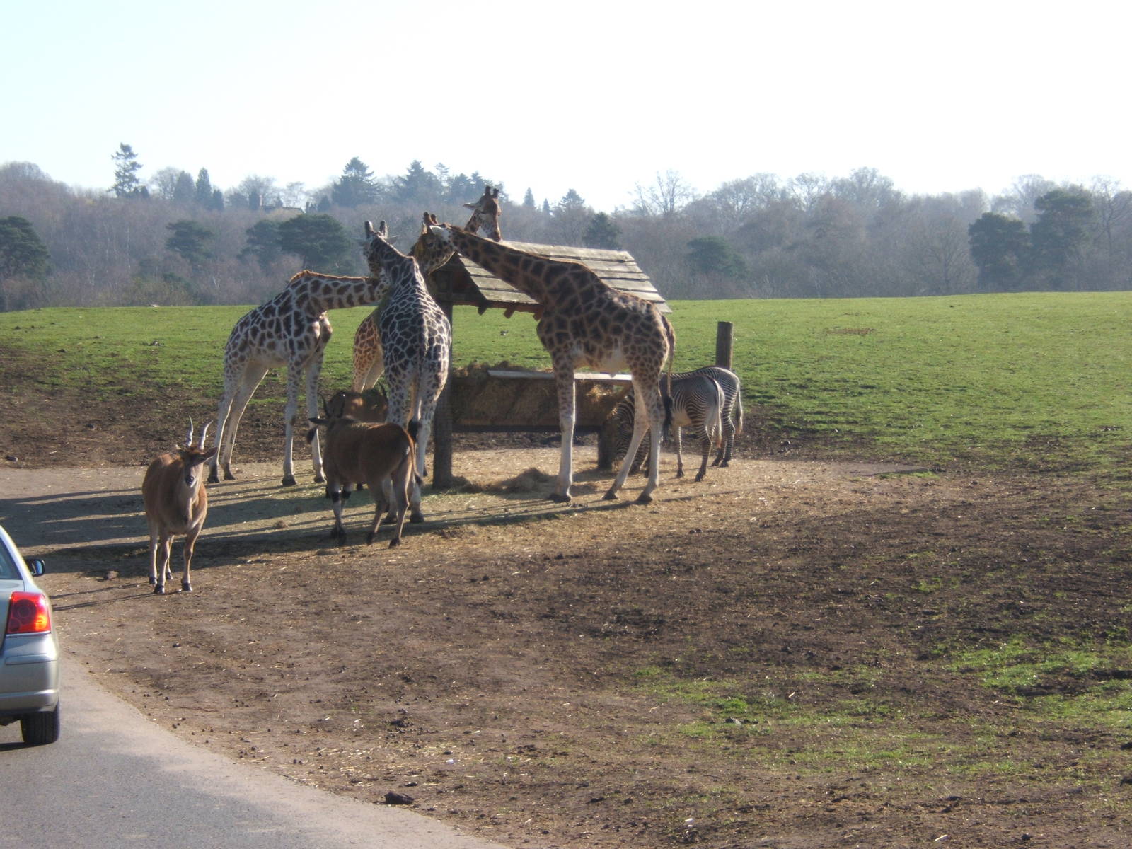 Eland,Giraffe and Grevys Zebra