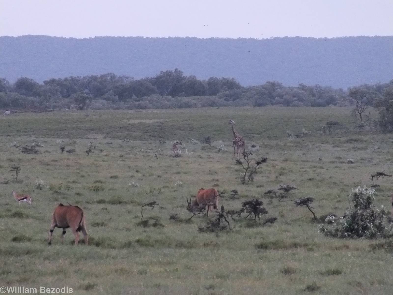 Eland, Giraffe, and Thomson's Gazelle - Hell's Gate National Park