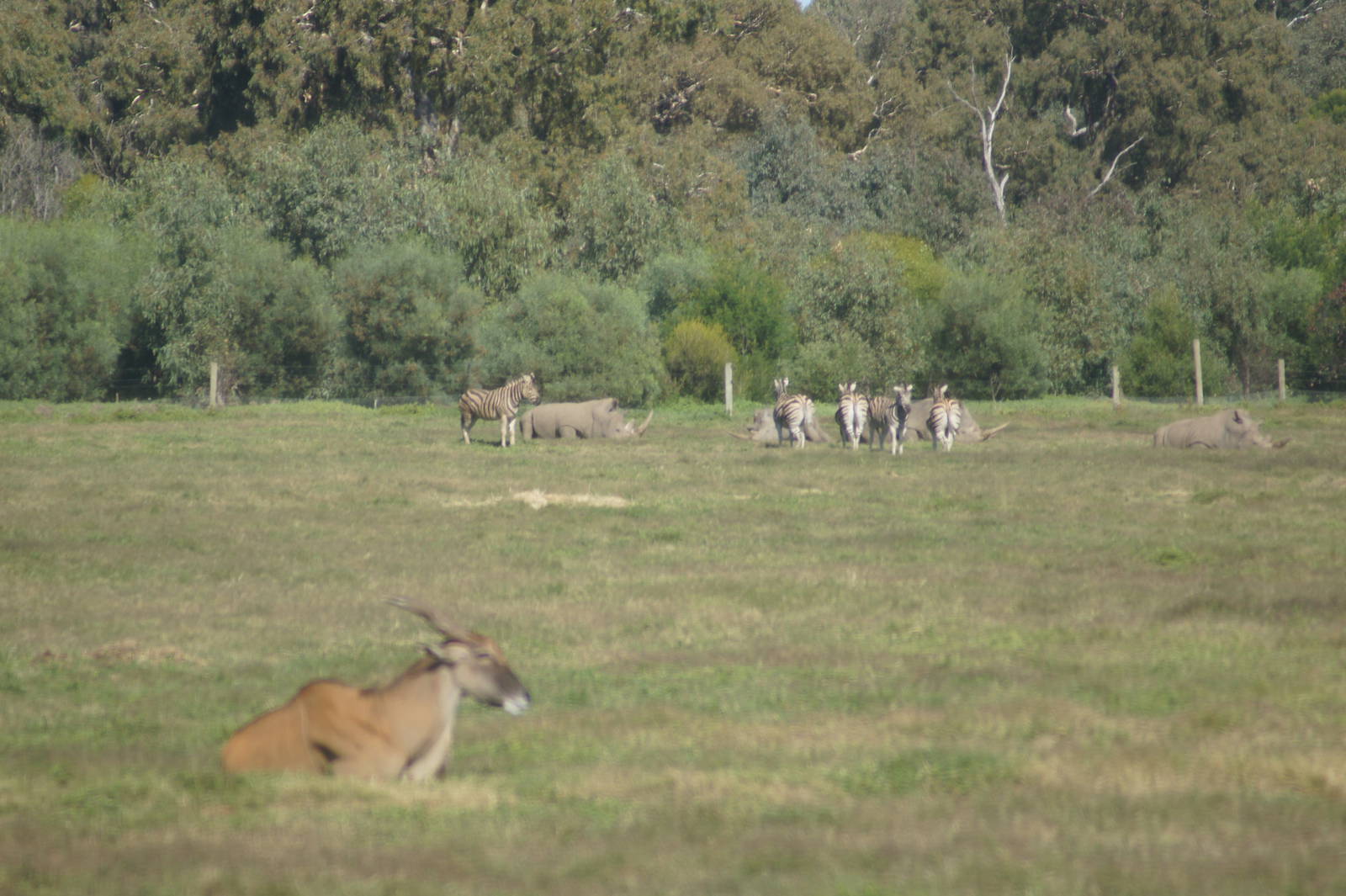 Eland, Grant's Zebra and Southern White Rhinos